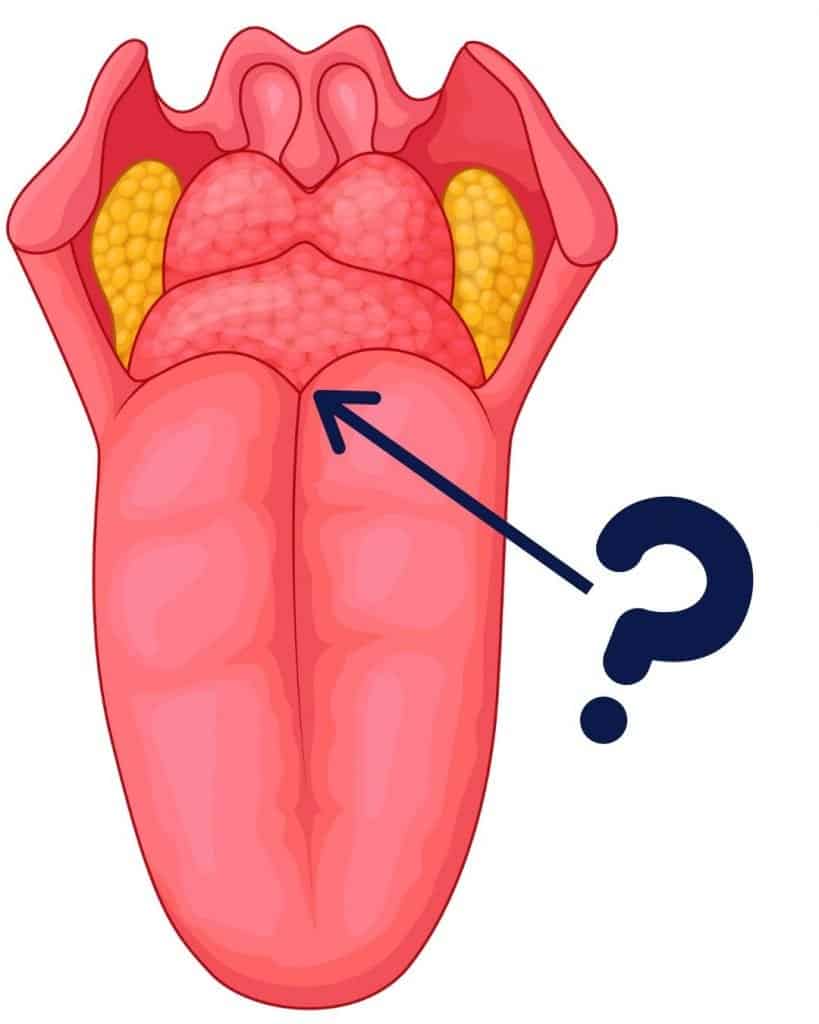 TEST-07-FORAMEN LINGUAL