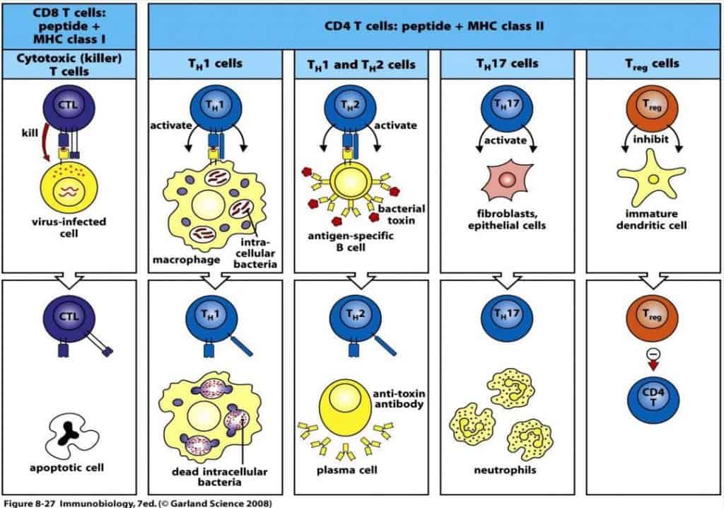 Linfocitos T Cooperadores Cd4 Paradigmia