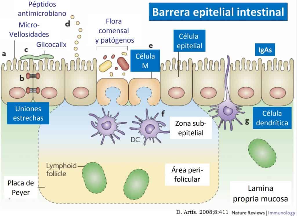 Interacciones y uniones entre las células que convierten al epitelio en un filtro selectivo de agua y de electrolitos