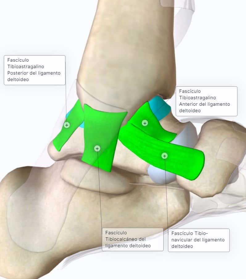 tratamentul artrozei genunchiului de argilă colagen vegetal pentru articulatii