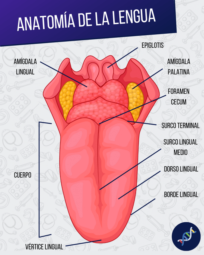 anatomia de la lengua