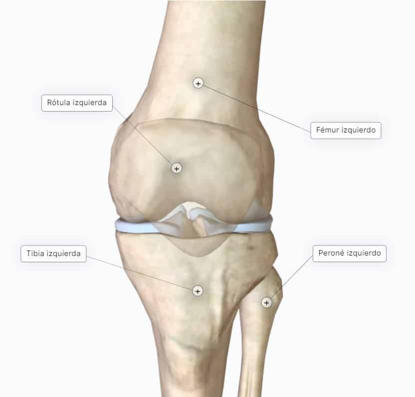 anatomia de la rodilla
