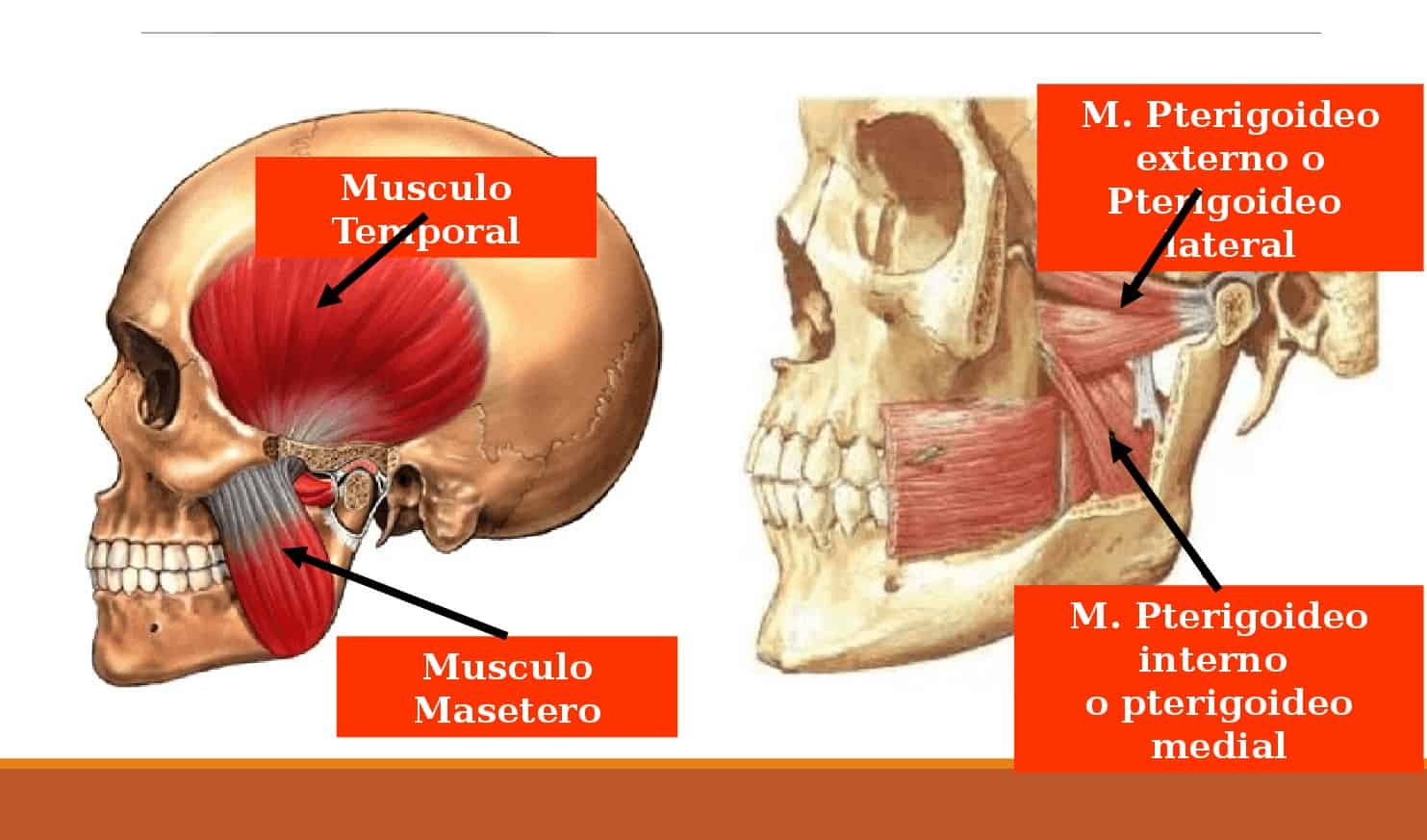 Músculos de la articulación temporomandibular, Sistemas