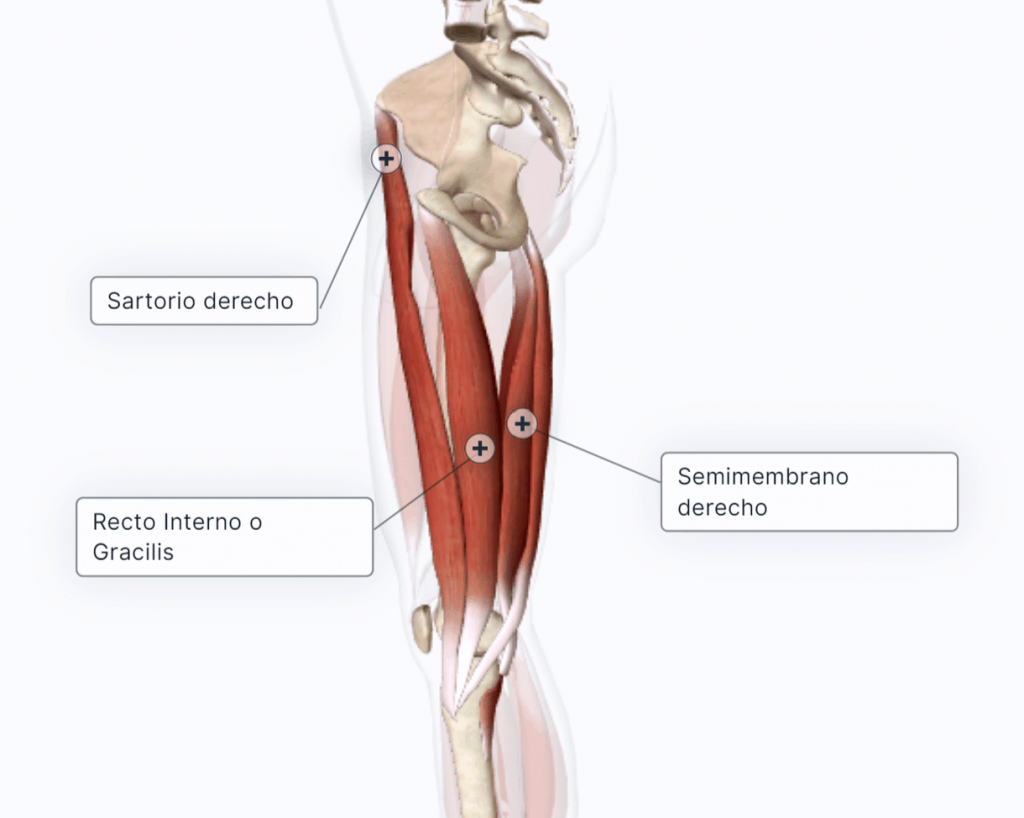 Músculos rotadores internos de la pierna