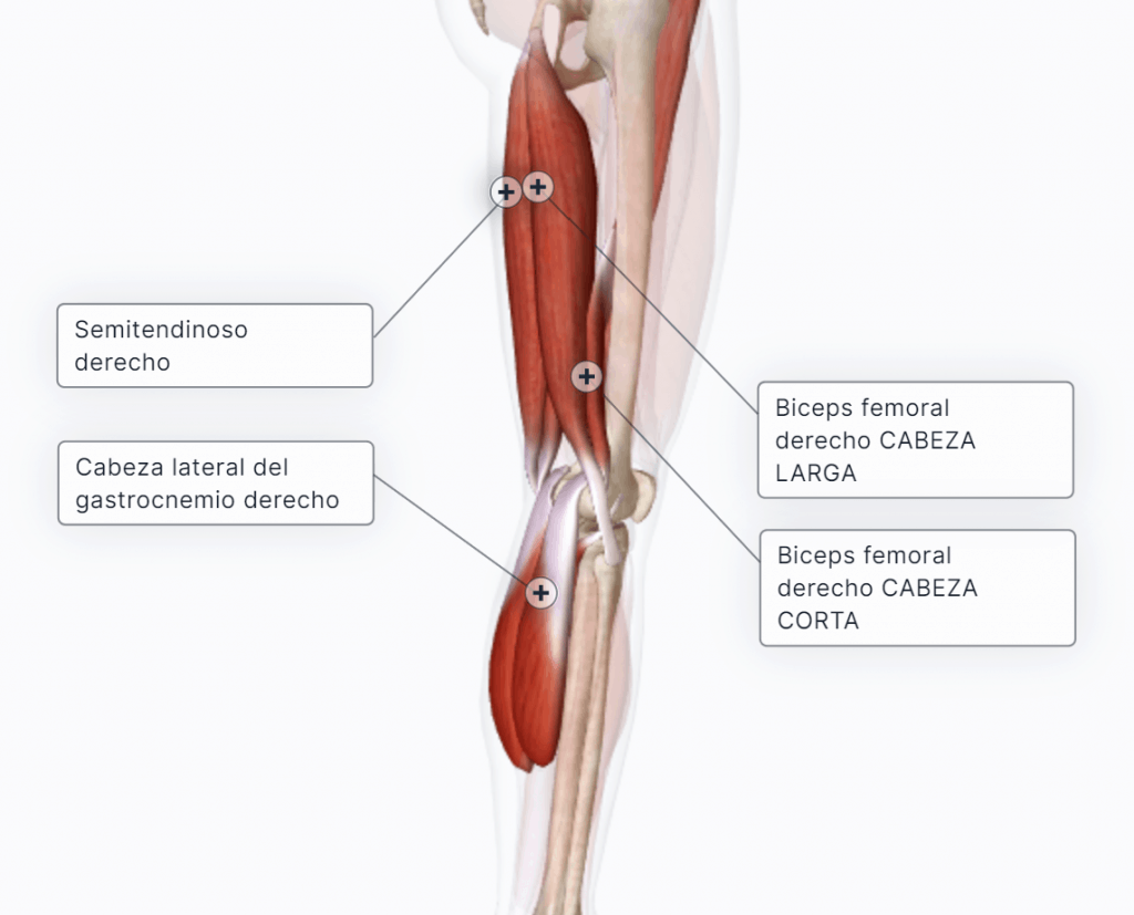 Músculos flexores de la pierna