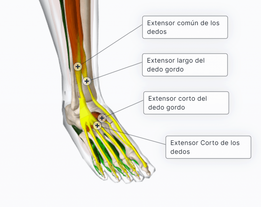 musculos extensores del pie